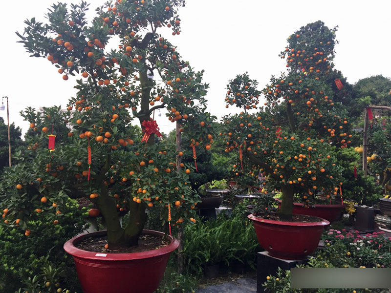 Một cây vàng không mua nổi cây quất trưng Tết tại vỉa hè Sài Gòn